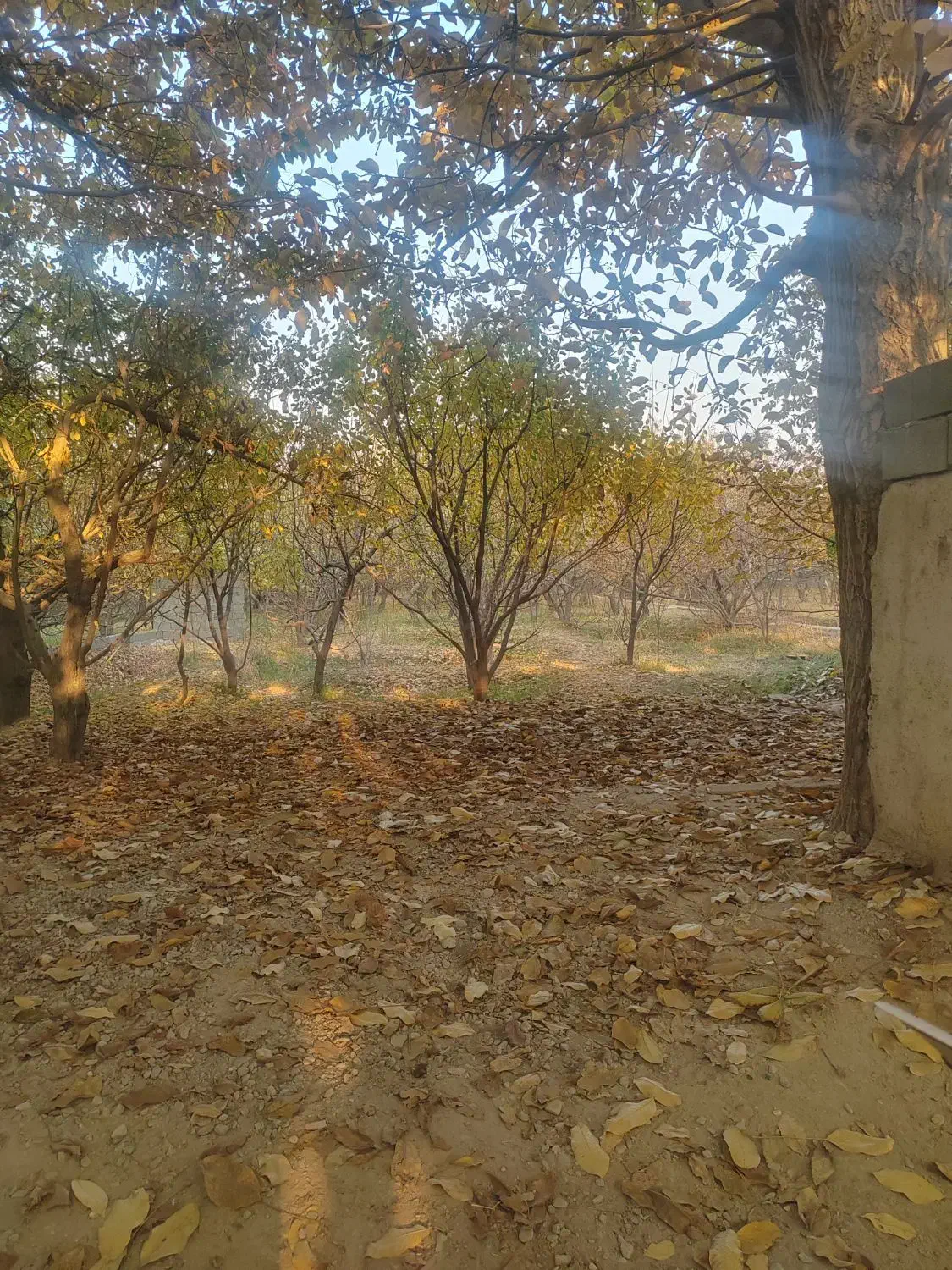 باغ 1100 متری شهریار ابراهیم آباد سند تک برگ|فروش خانه و ویلا|شهریار, ابراهیم‌آباد|دیوار