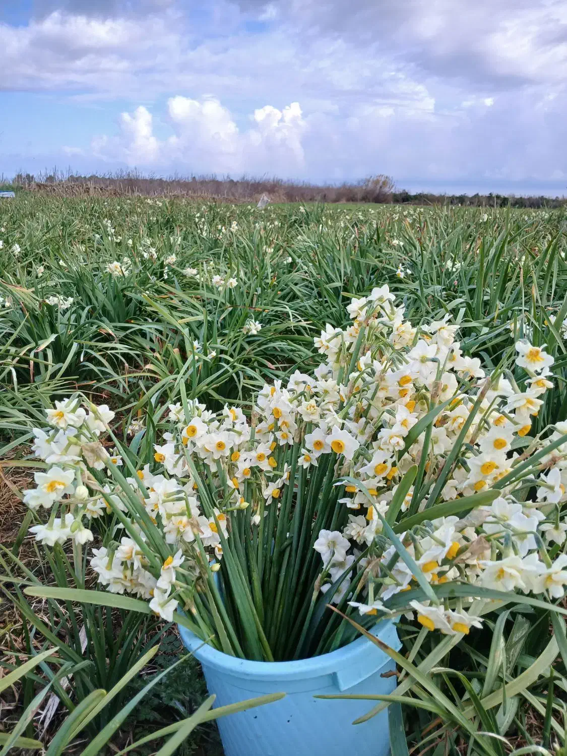 نرگس شهلا|گل و گیاه طبیعی|کوهیخیل, |دیوار