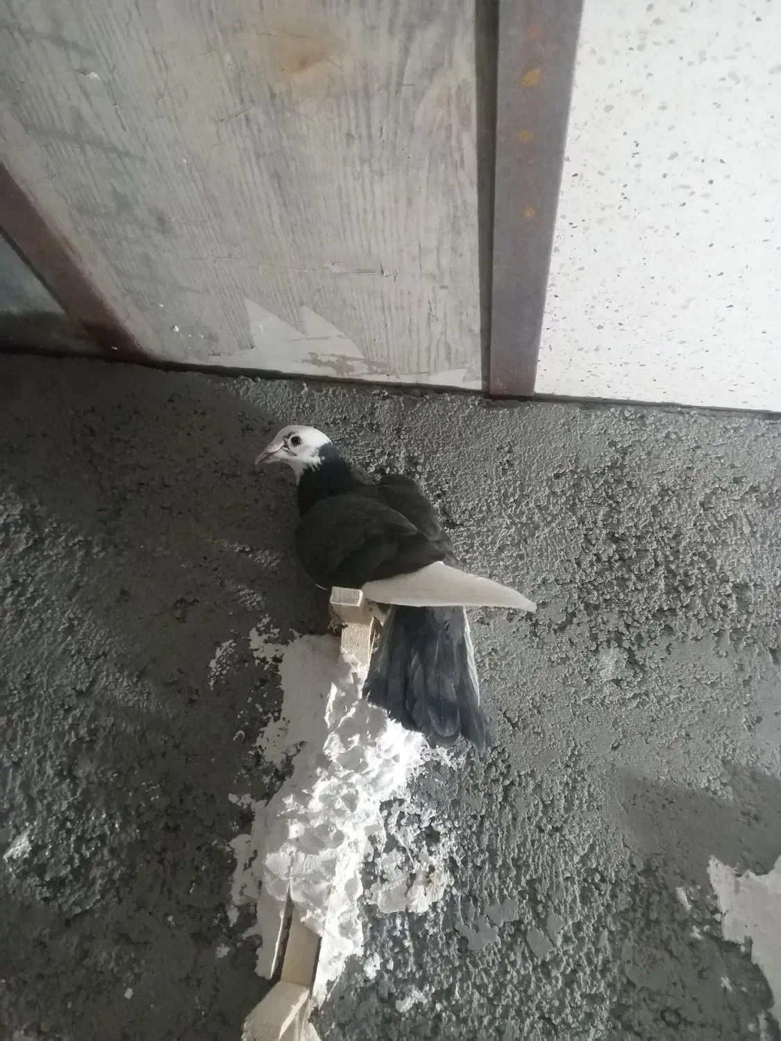 کبوتر پرشی صید|پرنده|اسفراین, |دیوار