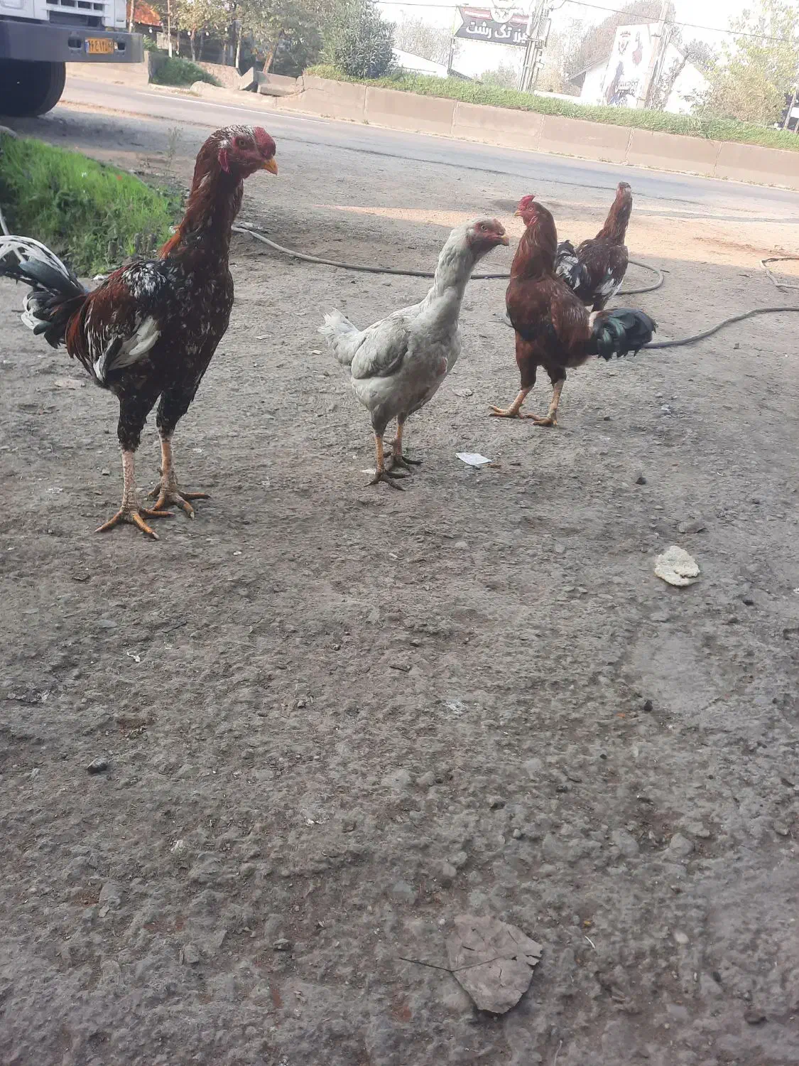 فروش فوری مرغ لاری به همراه ۲عدد جوجه خروس ۷ماهه|حیوانات مزرعه|سنگر, |دیوار