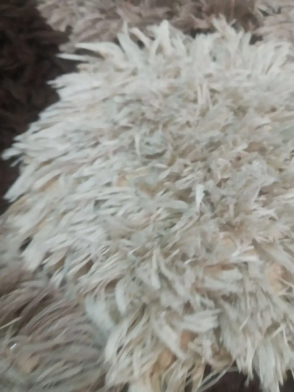 فرش فانتزی اصل ترکیه تخفیف تا۱۰روز فقط ۱۲۰۰|فرش|سهند, |دیوار