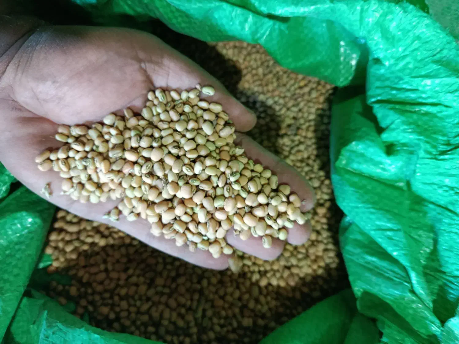 لوبیا|عمدهفروشی|بدره, |دیوار