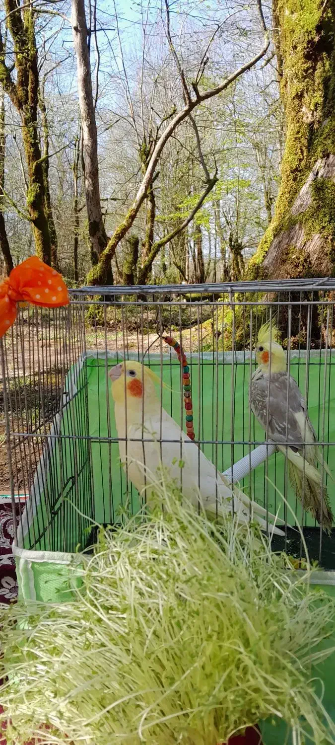 عروس جفت|پرنده|رشت, کوی مهر|دیوار