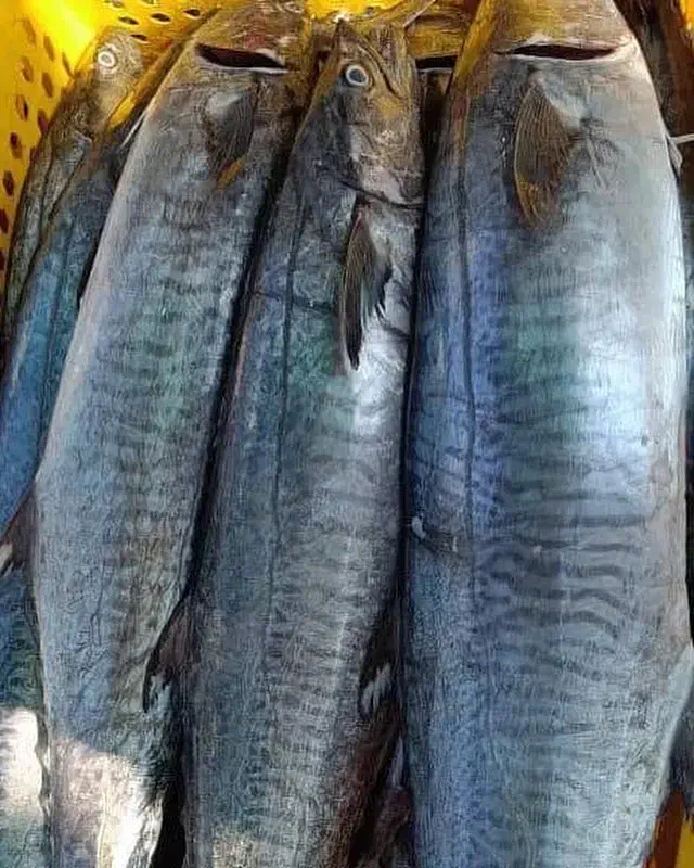 ماهی و میگو صید روز ارسال به همه نقاط|خوردنی و آشامیدنی|شیراز, ستارخان|دیوار