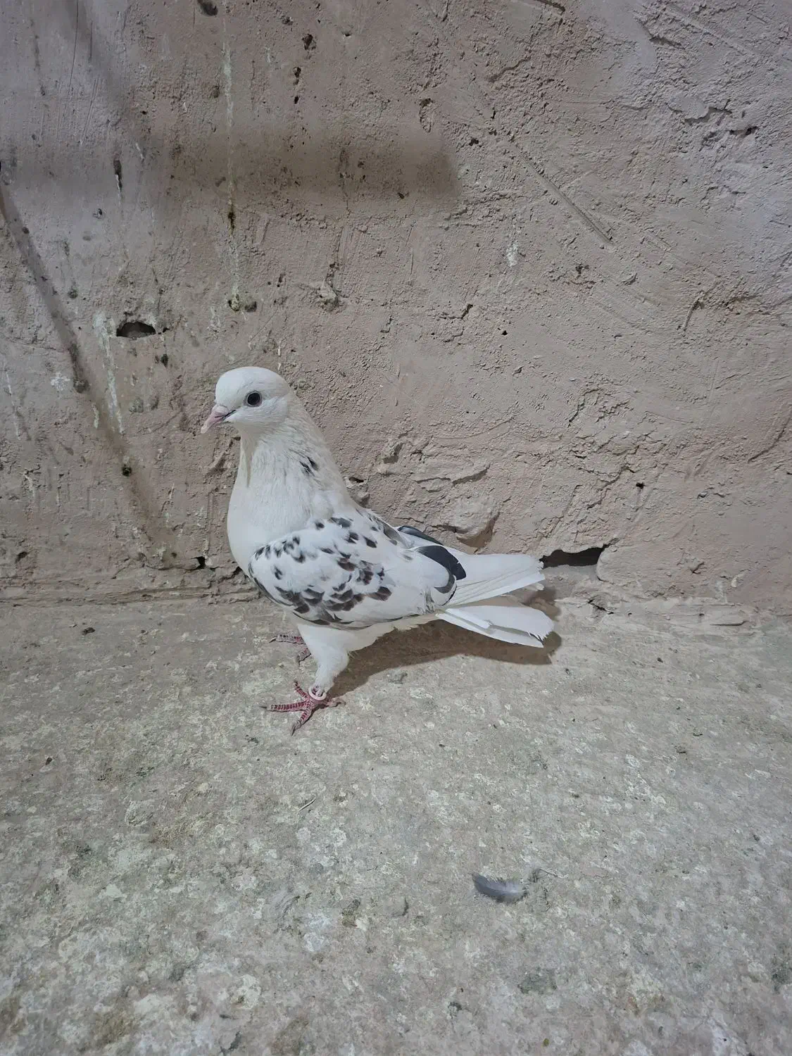 کفتر|پرنده|کهک, |دیوار