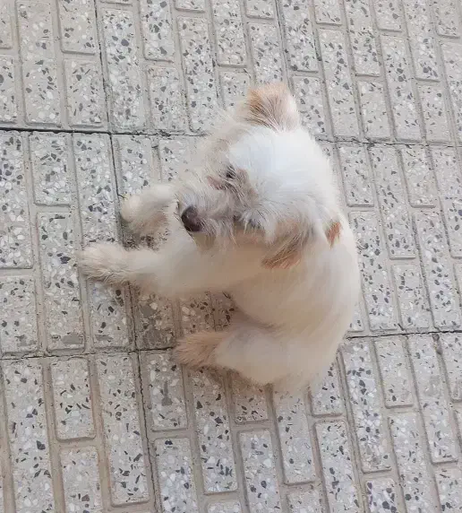 پاپی با ادب|سگ|فارسان, |دیوار