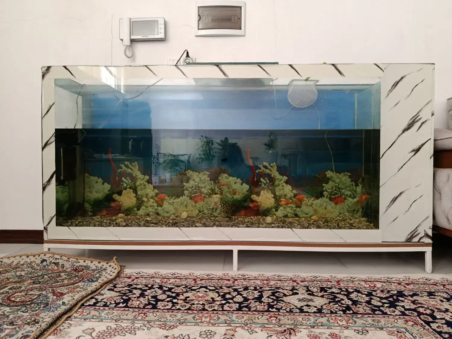 آکواریوم لوکس همراه با ماهی|ماهی|سبزوار, جوادیه غربی|دیوار