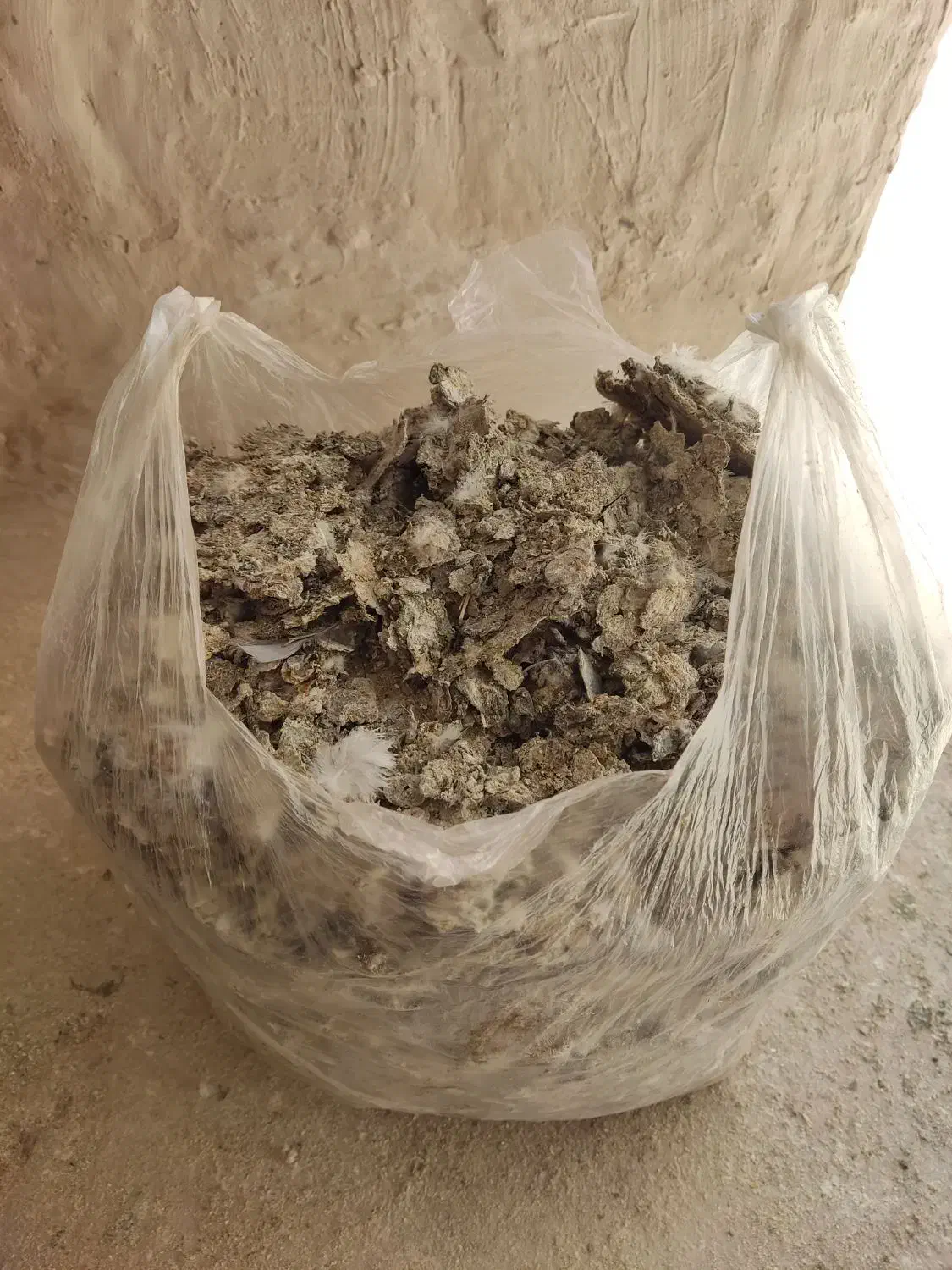 کود کبوتر|گل و گیاه طبیعی|قم, باغ شریفی|دیوار