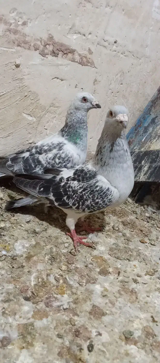 رنگه|پرنده|پائین جام, |دیوار