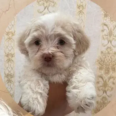 گمشده بچه یک ماه نشده|حیوانات|خوی, |دیوار