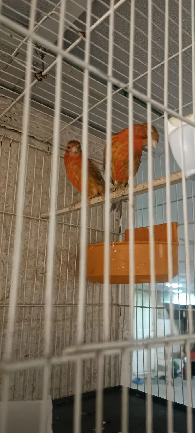قناری سرخ نرو ماده|پرنده|شیراز, معالیآباد|دیوار