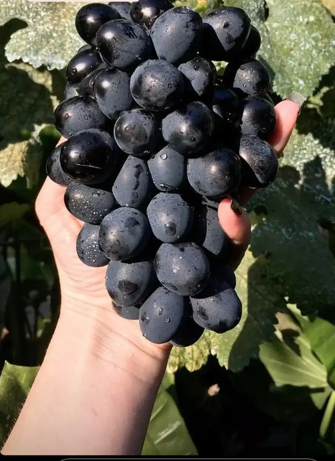 فروش خانه باغ|فروش خانه و ویلا|گیلان غرب, |دیوار