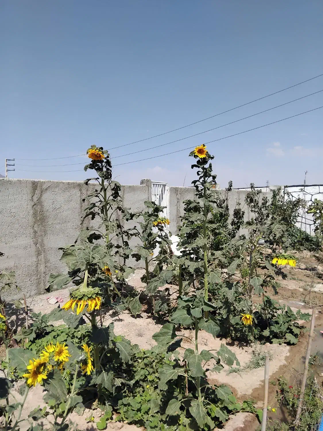 09124862876|سیم‌کارت|تهران, شمشیری|دیوار