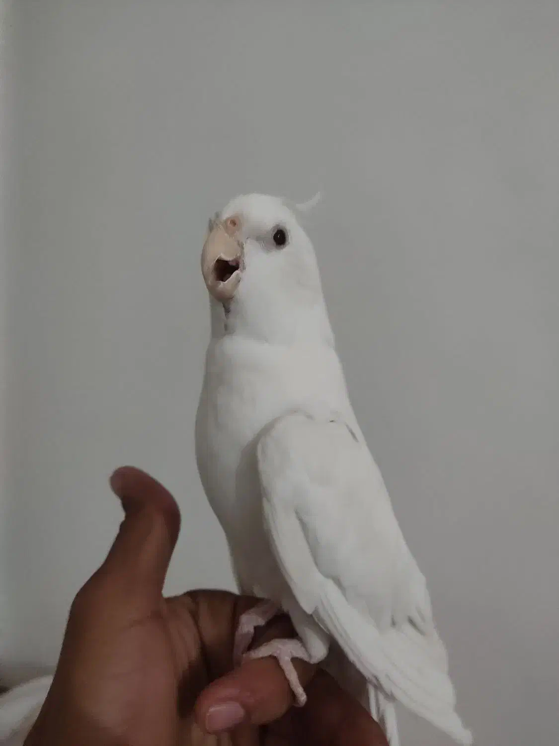 عروس هلندی نر البینو|پرنده|بافت, |دیوار