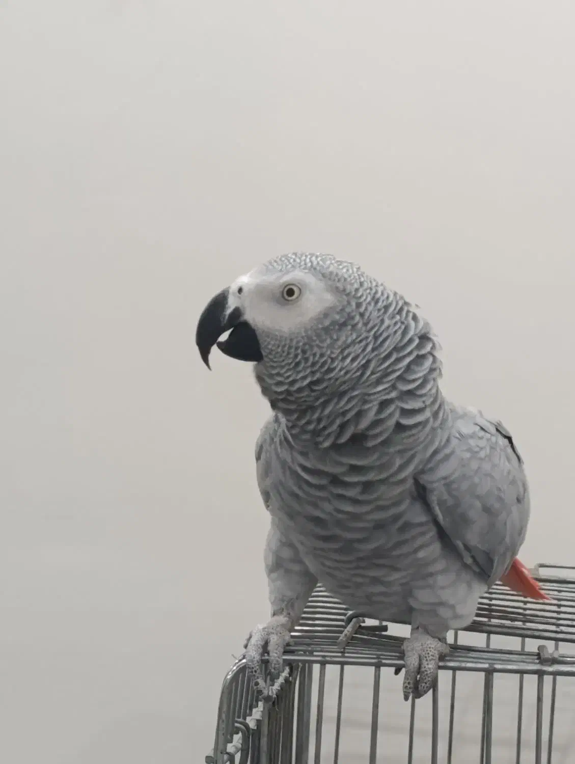 کاسکو|پرنده|فشاپویه, |دیوار