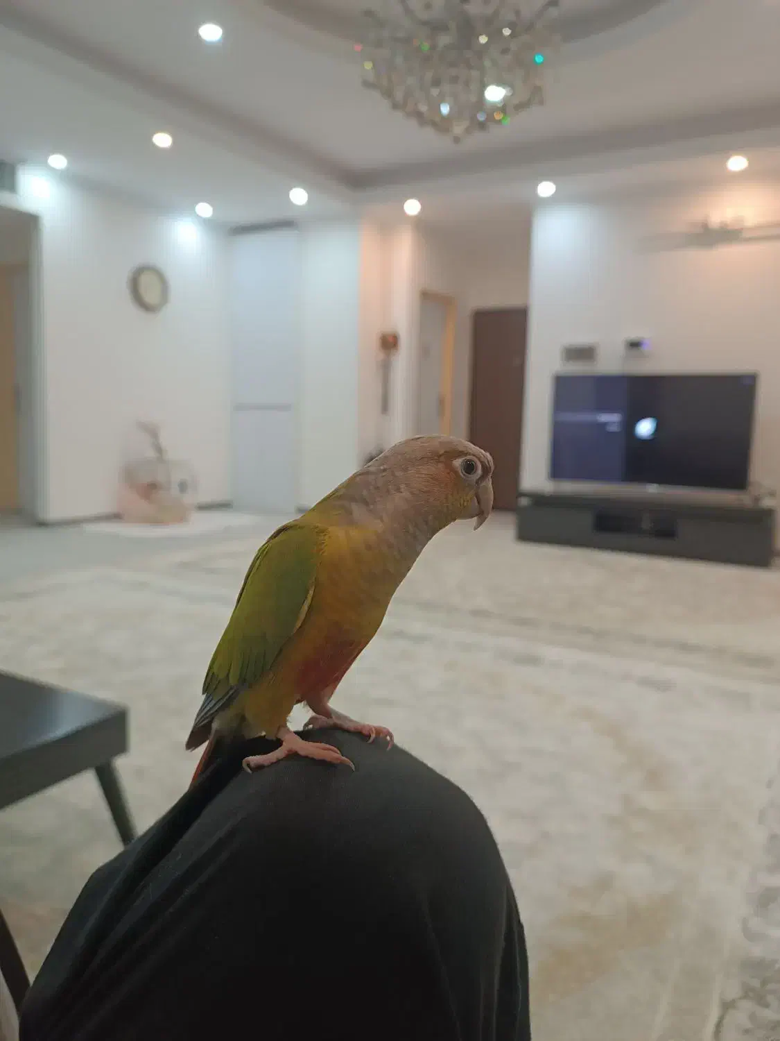 گرینچیک دستی پروازی|پرنده|باقرشهر, |دیوار