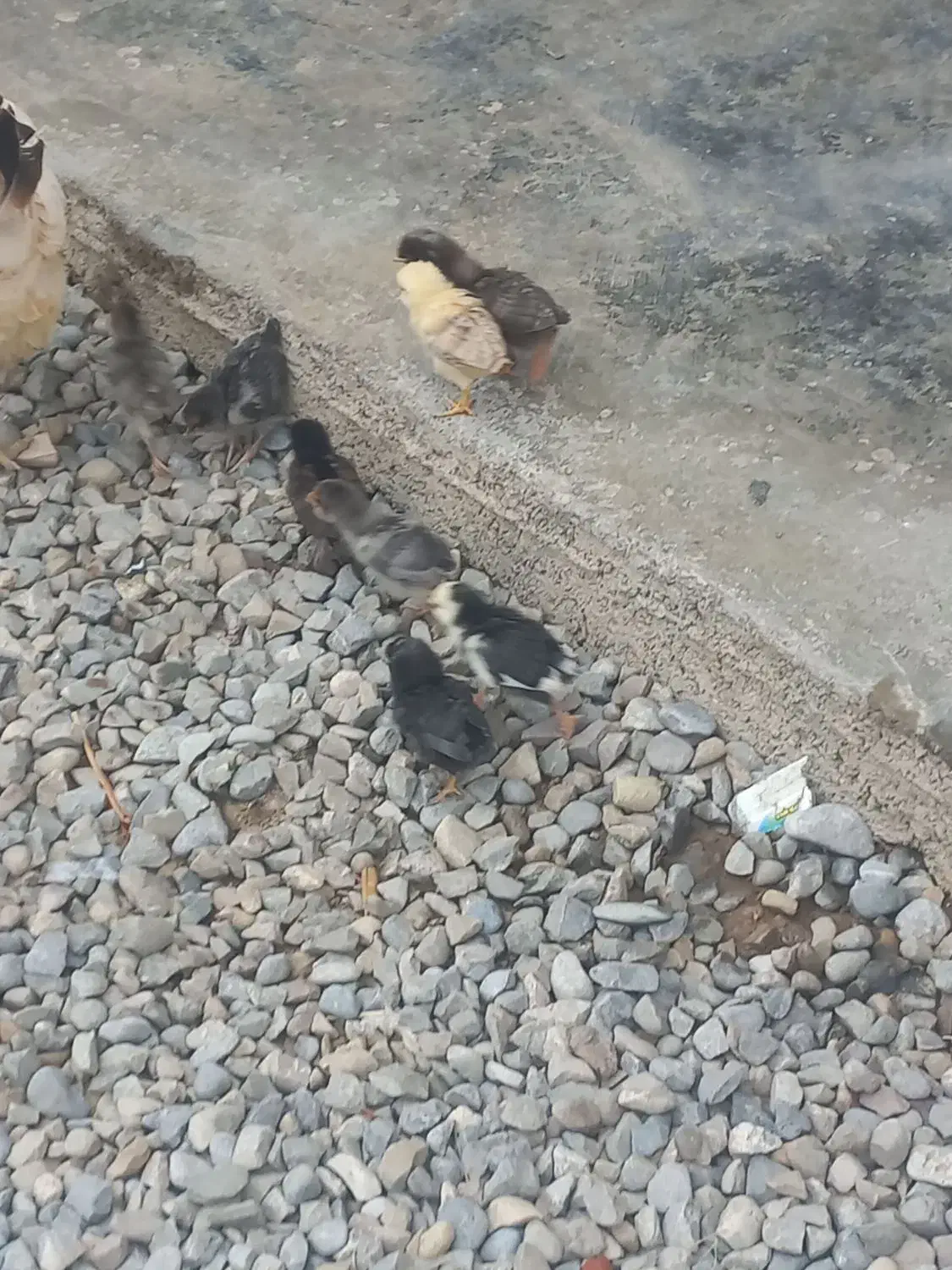 جوجه ۱ ماهه سالم وسرحال|حیوانات مزرعه|آق قلا, |دیوار