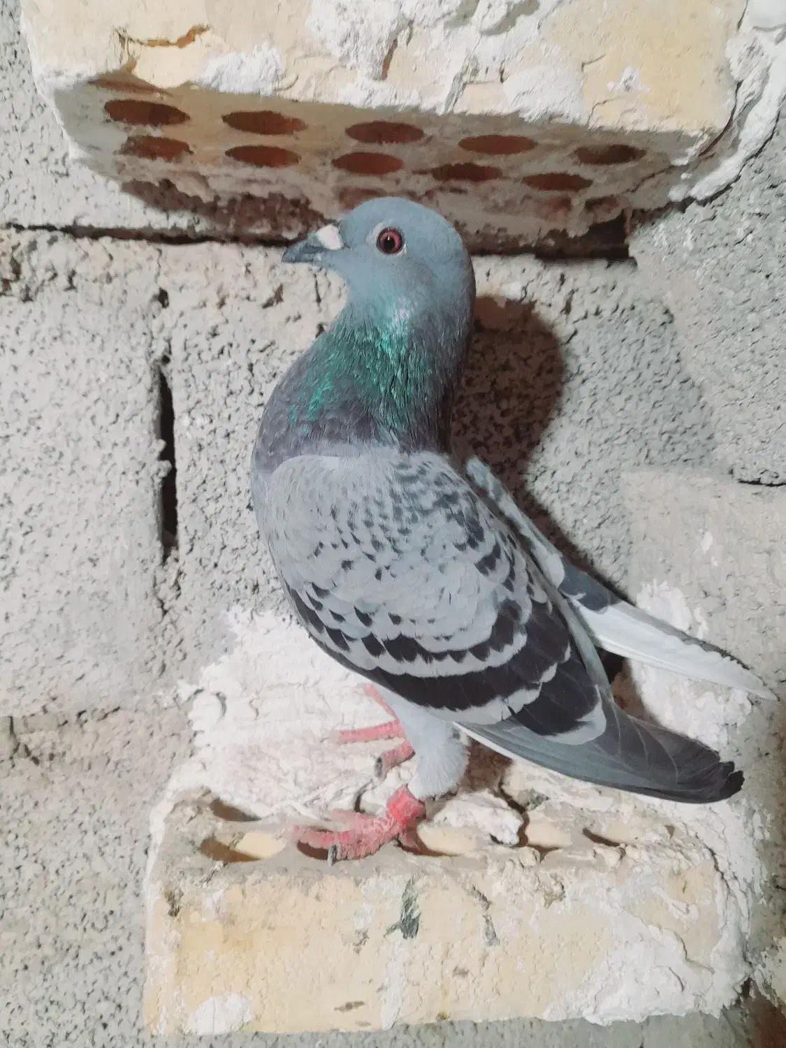 کبوتر مسافتی|پرنده|گنبد کاووس, |دیوار