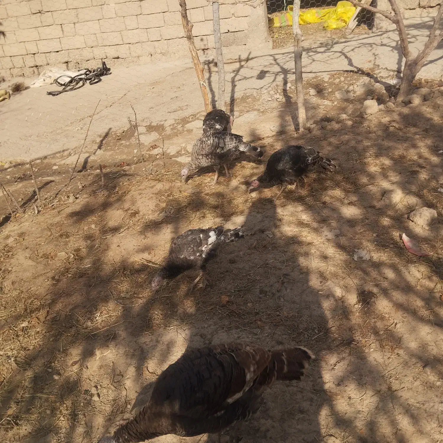 هشتدر خان|حیوانات مزرعه|کشاورز, |دیوار