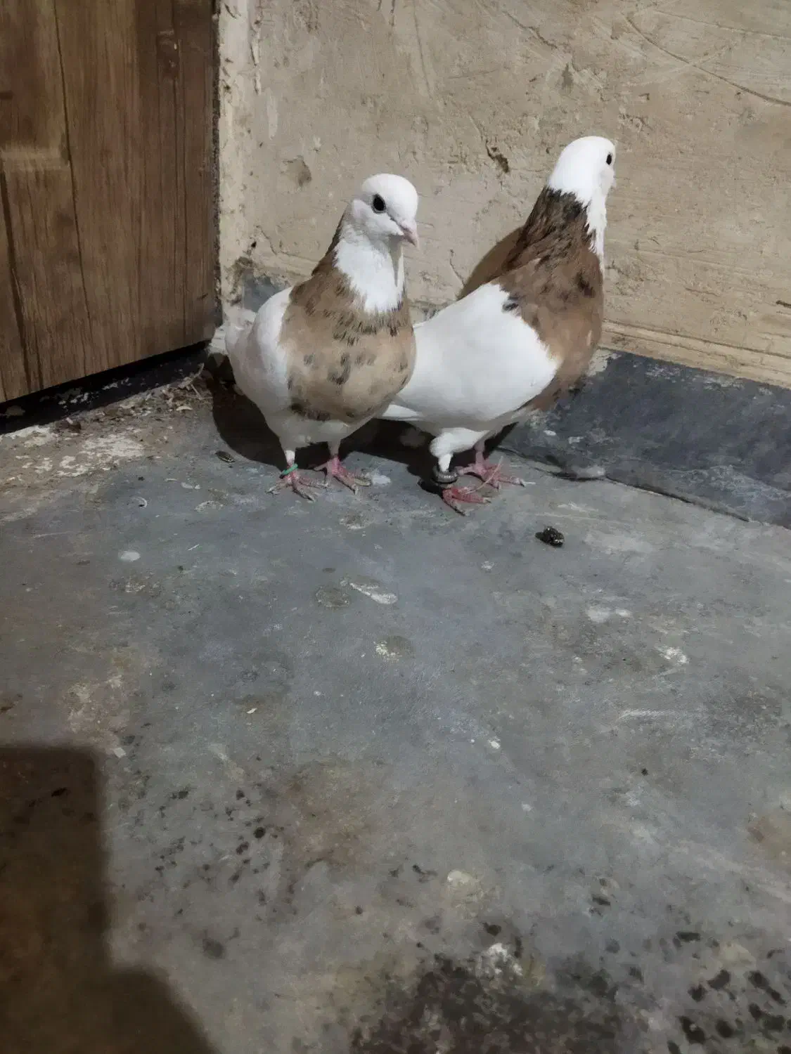 طوقی زرد خال سیاه|پرنده|رزن, |دیوار