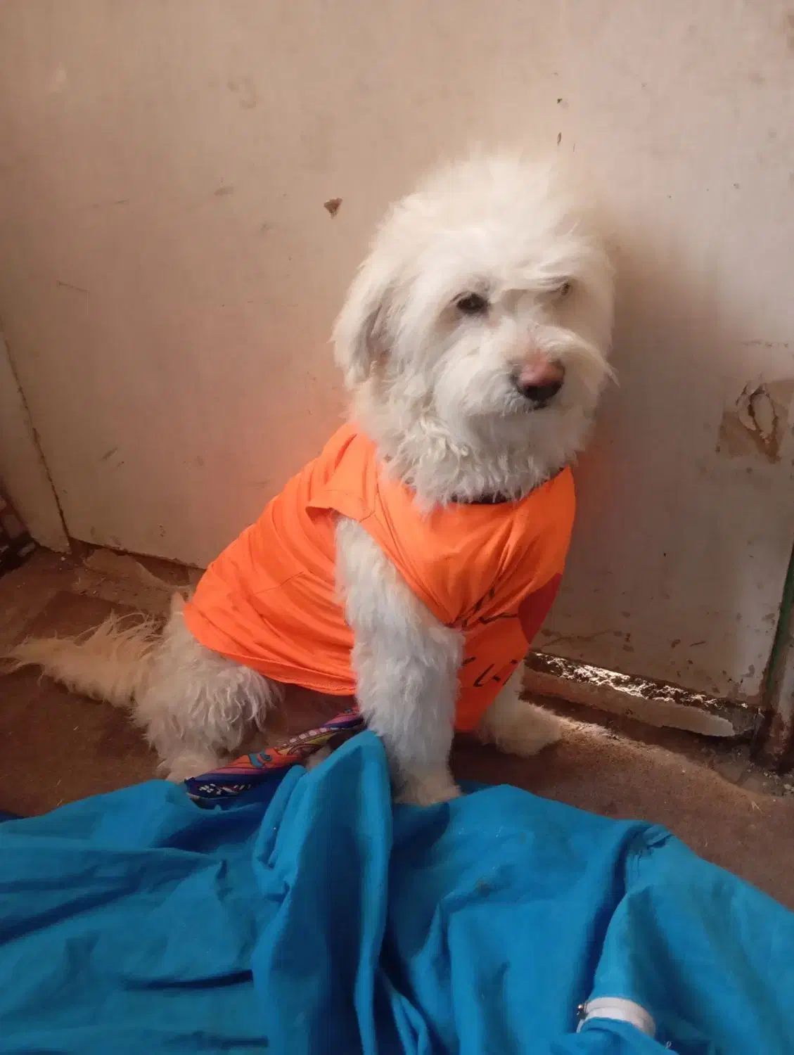 با وفا|سگ|بومهن, |دیوار