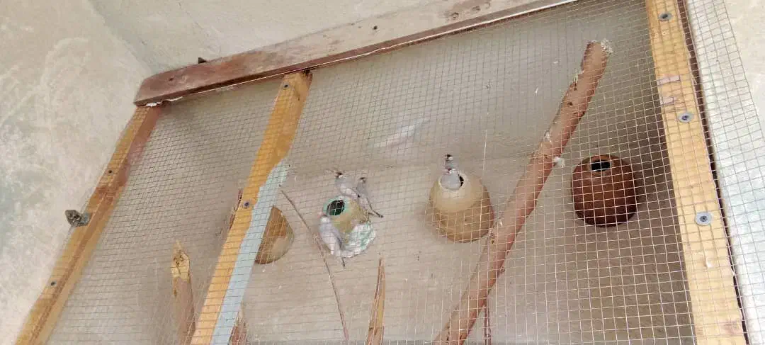 فنچ|پرنده|بوشهر, |دیوار