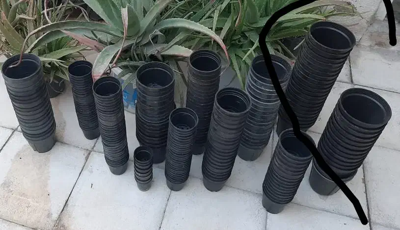 گلدون|گل و گیاه طبیعی|شیراز, کوشک میدان|دیوار