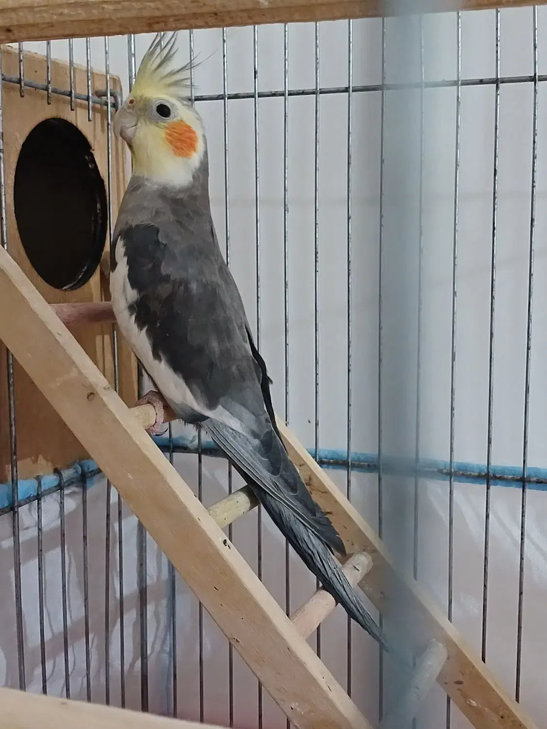 عروس هلندی|پرنده|میناب, |دیوار