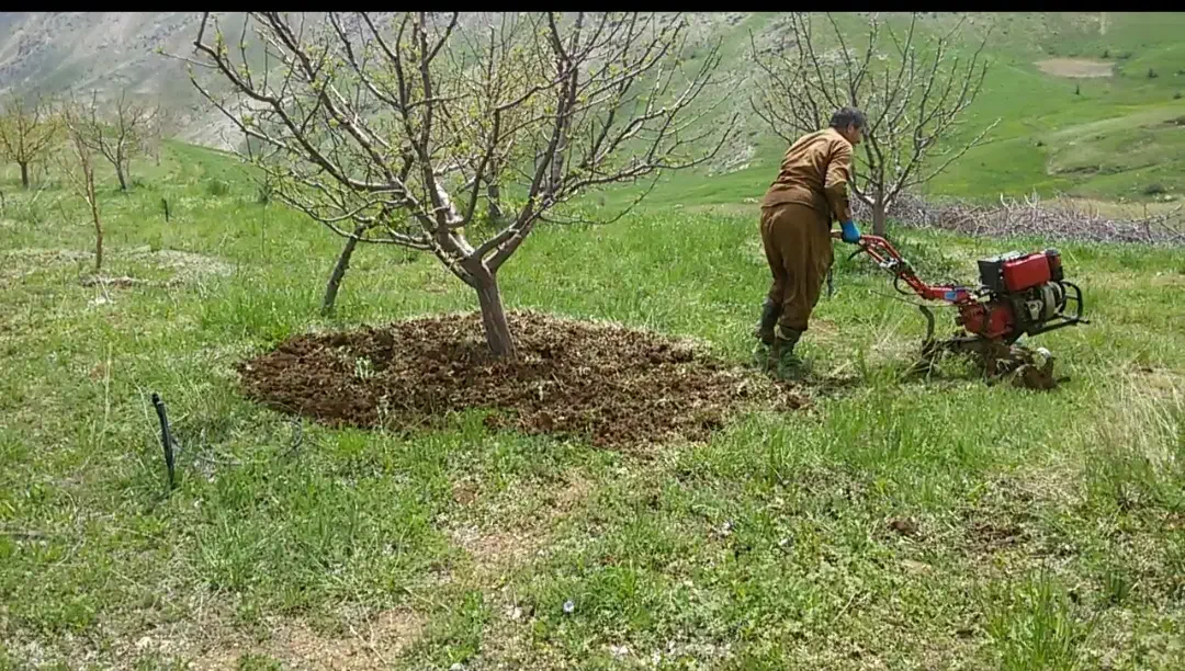 شخم پاییزه درختان وچال کود|خدمات باغبانی و درختکاری|مهاباد (آذربایجان غربی), |دیوار