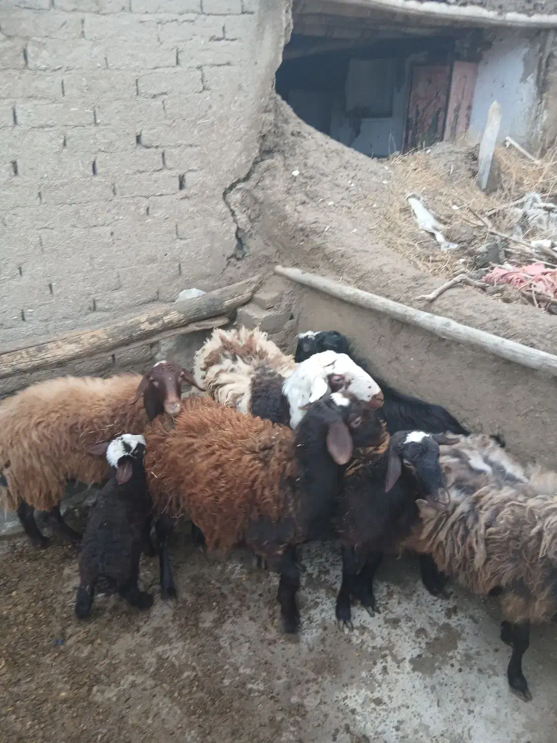 میش بره|حیوانات مزرعه|زرین دشت (همدان), |دیوار