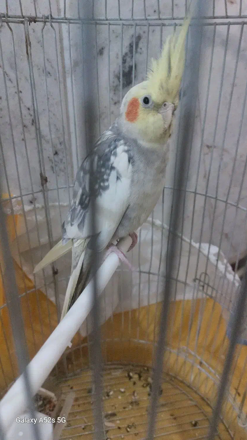 عروس هلندی و مینا|پرنده|گلبهار, شهر جدید گلبهار|دیوار