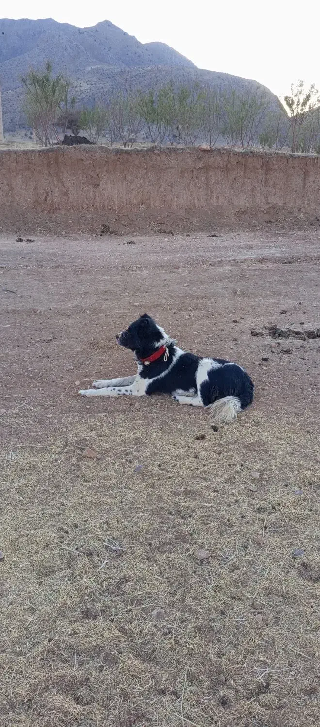 واگذاری|حیوانات مزرعه|ناغان, |دیوار