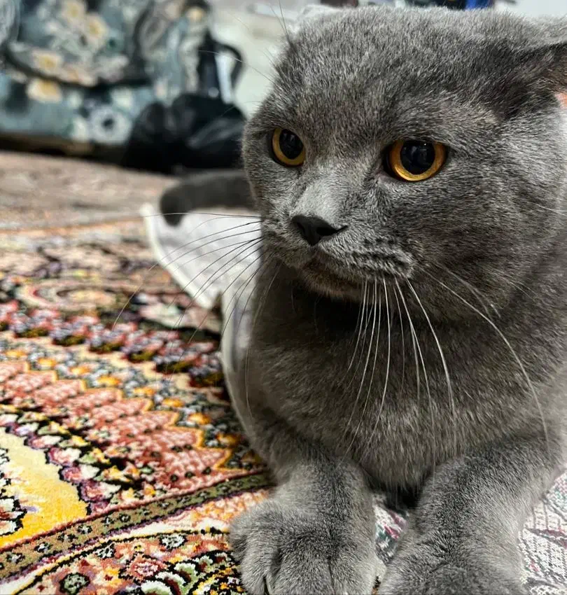 گربه بریتیش|گربه|محمودآباد, |دیوار