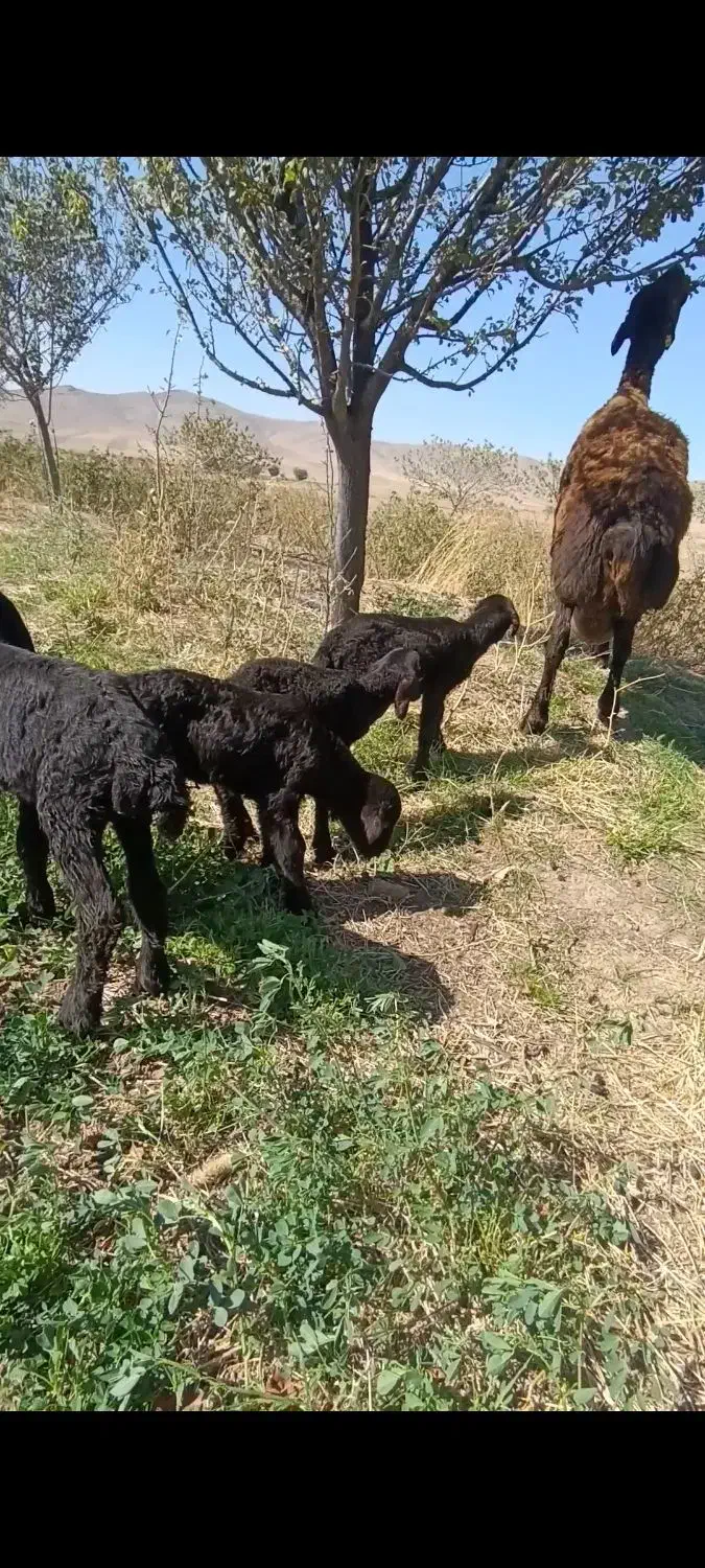 میش هترو|حیوانات مزرعه|ملایر, |دیوار