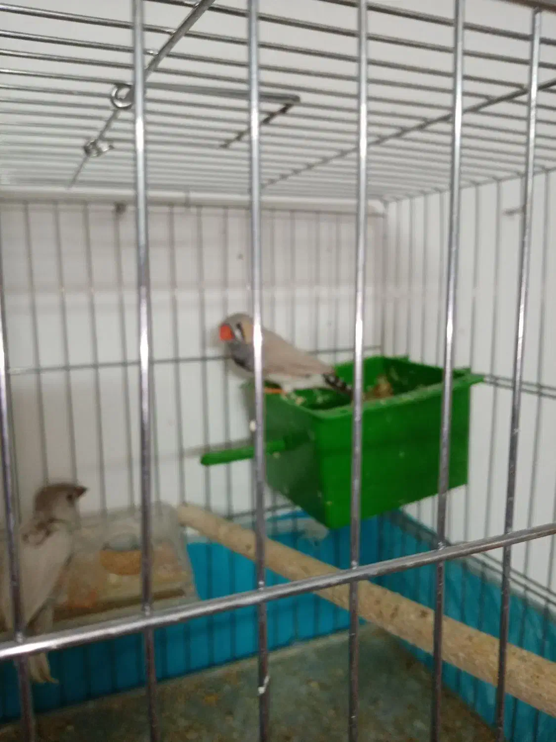 فنچ باجوجه|پرنده|قم, انسجام|دیوار