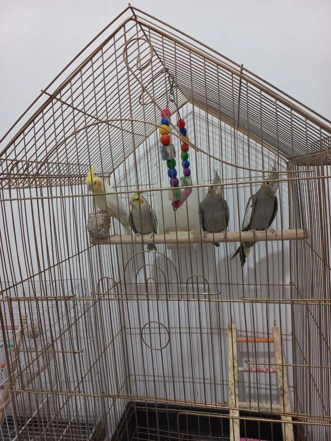 جوجه عروس هلندی ۳ ماهه دانه خور|پرنده|مشهد, کشف|دیوار