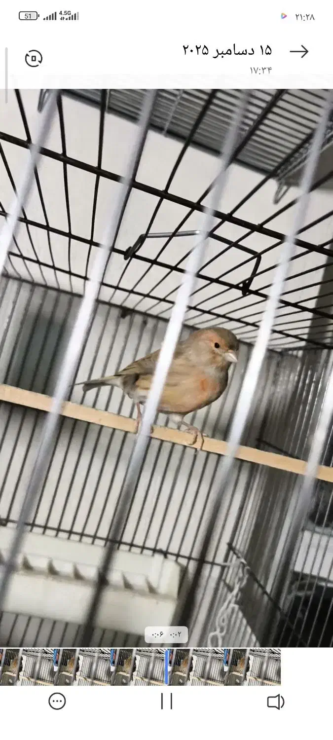 قناری اگات موزاییکی|پرنده|سنندج, |دیوار