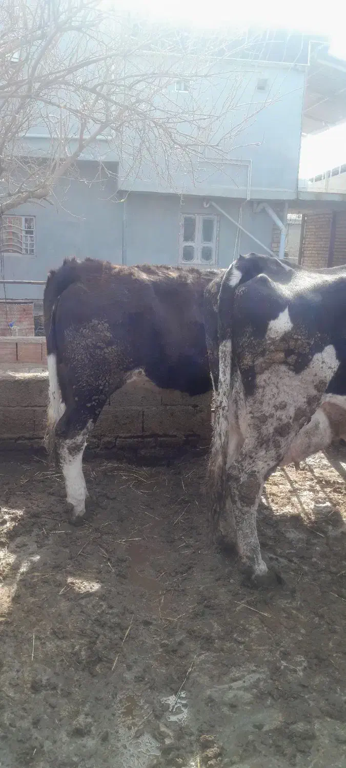 تلیسه سیمینتال|حیوانات مزرعه|سیمین شهر, |دیوار