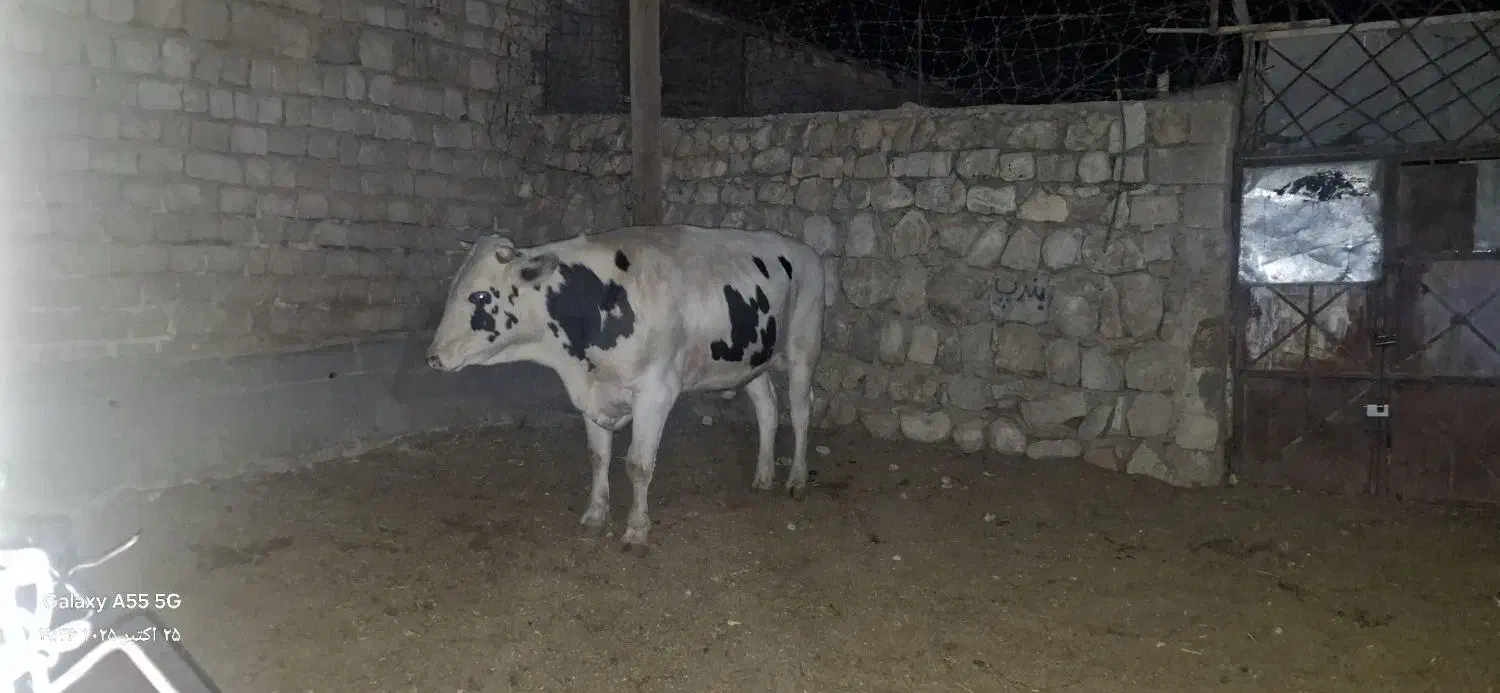 گوساله پروار|حیوانات مزرعه|کارزان, |دیوار