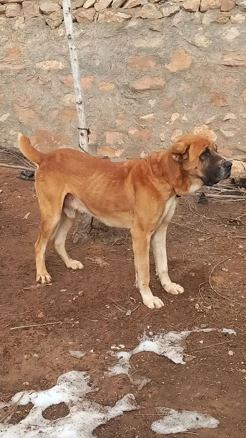 سگگ|سگ|فاروج, |دیوار