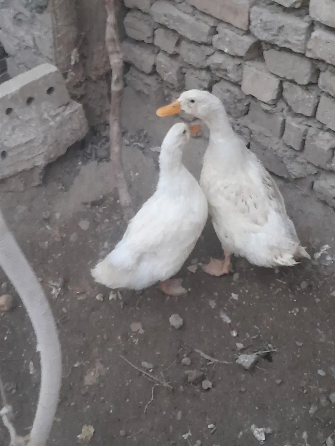 جوجه بوقلمون . بوقِلمون مرغ لارئ|حیوانات مزرعه|نیشابور, رنج آباد|دیوار