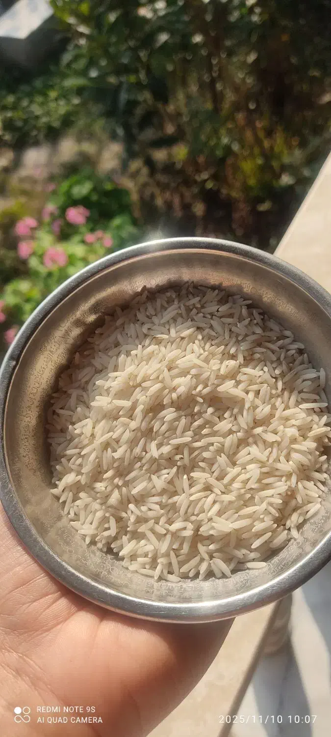 برنج هاشمی درجه یک|خوردنی و آشامیدنی|سنگر, |دیوار