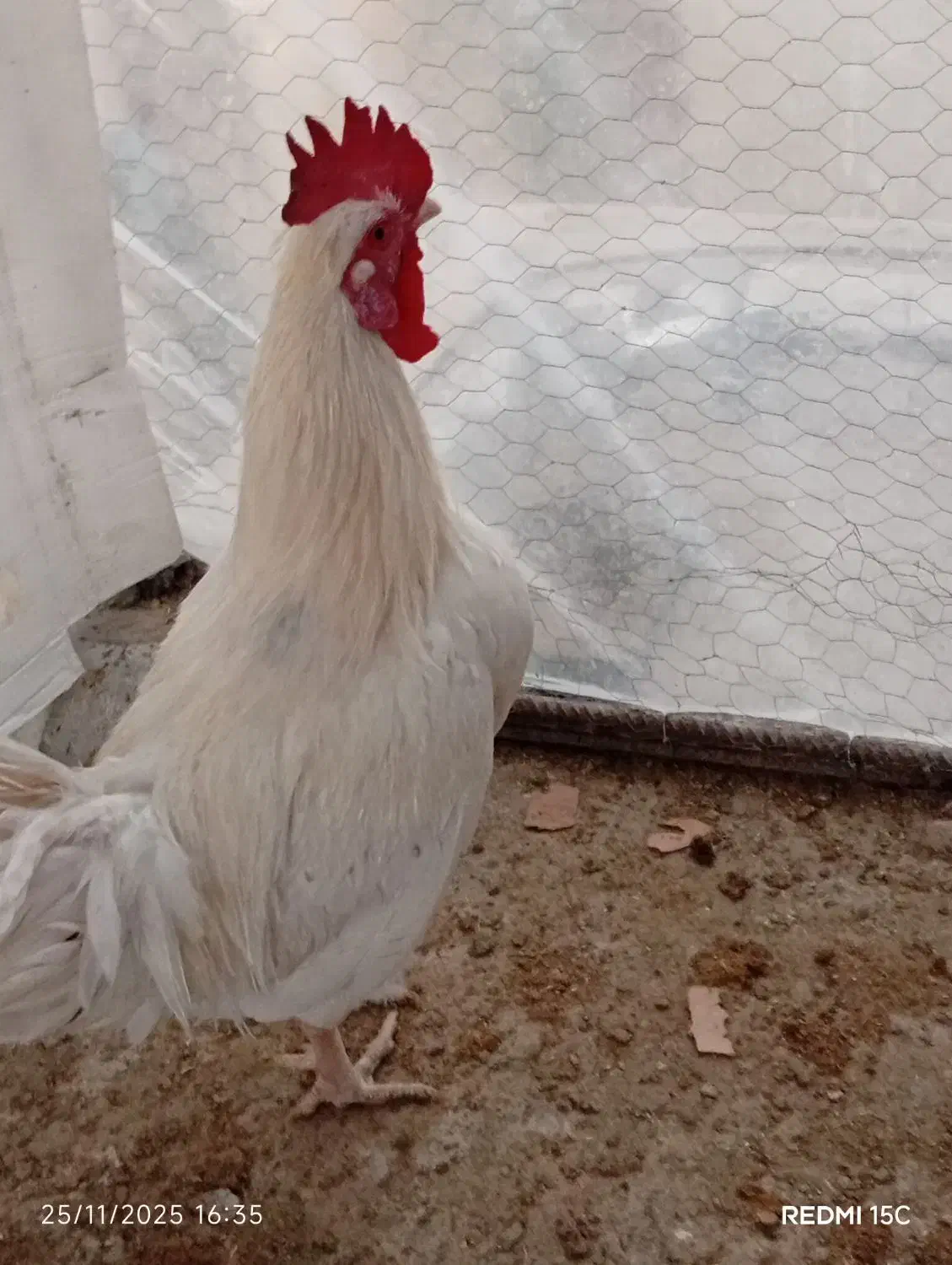 یک عدد خروس محلی اصل اصل|حیوانات مزرعه|بم, |دیوار