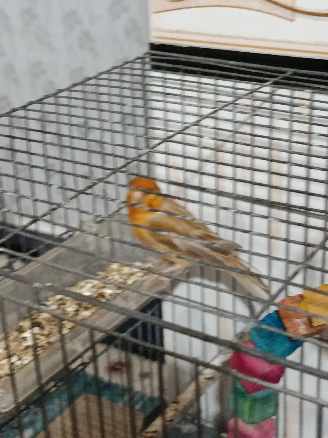 سلام قناری برا فروش|پرنده|شوش, |دیوار