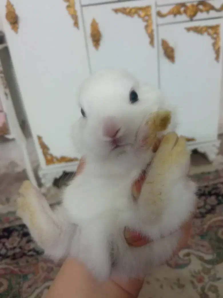 خرگوش کوچولوناز|موش و خرگوش|قم, شهر قائم|دیوار