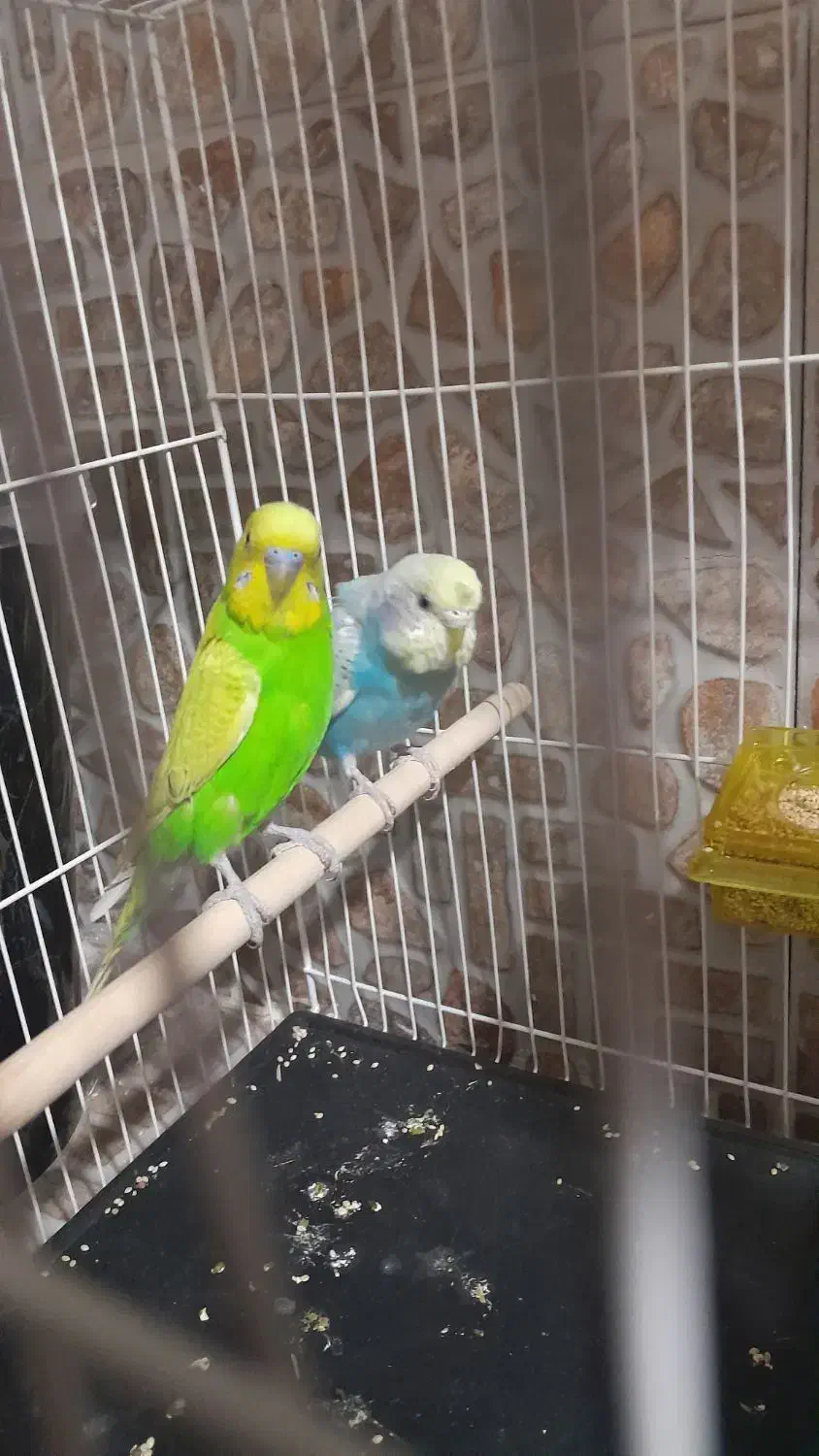 مرغ عشق|پرنده|سرایان, |دیوار