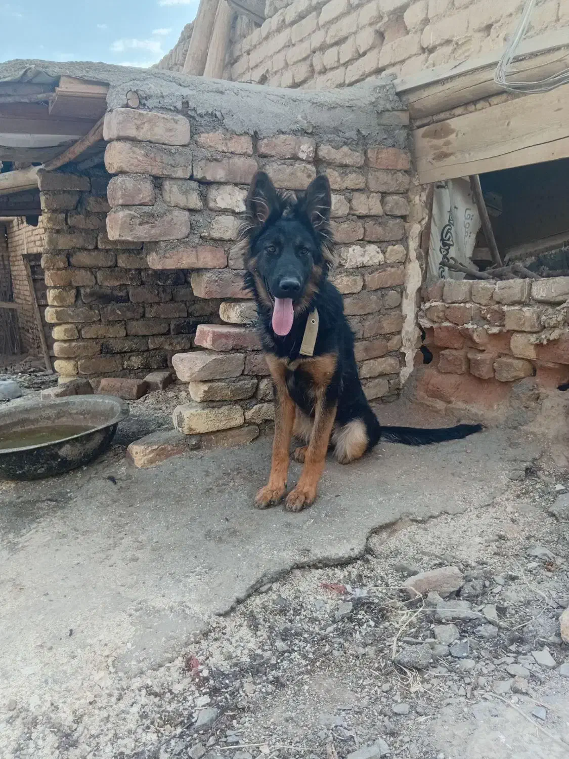 سگ ژرمن ماده (فرسفج)|سگ|قلقل رود, |دیوار