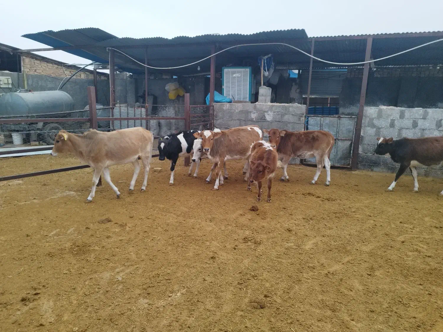 گوساله ماده چاق سبک|حیوانات مزرعه|کوهدشت, |دیوار