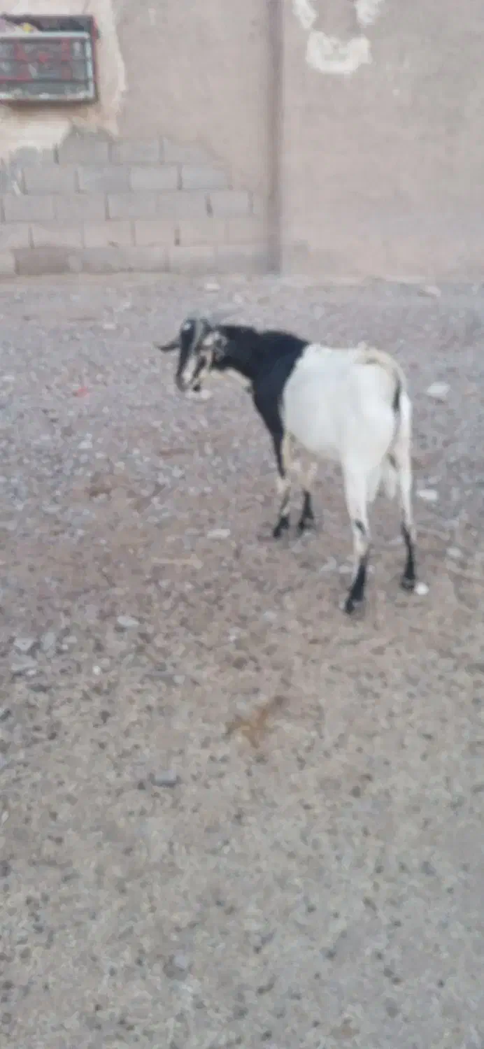 قیمت 15تومان|حیوانات مزرعه|مهران (هرمزگان), |دیوار