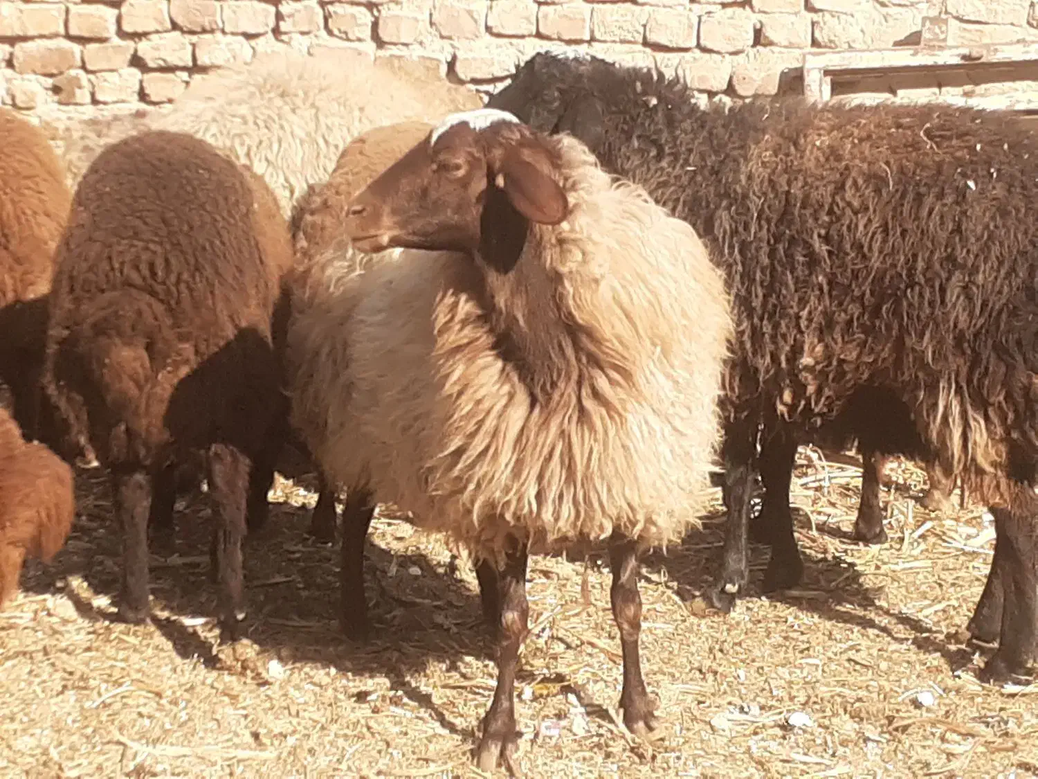 میش آبستن|حیوانات مزرعه|شهریار, شهرک امیریه|دیوار